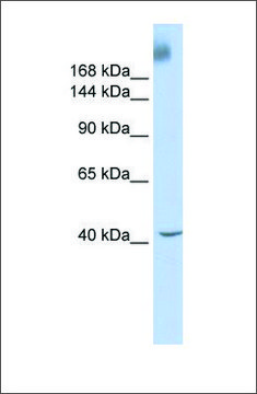 Anti-TAF1 antibody produced in rabbit affinity isolated antibody