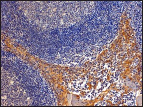Anti-IPO8 (C-terminal) antibody produced in goat affinity isolated antibody, buffered aqueous solution