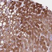Anti-PGRMC2 antibody produced in rabbit Prestige Antibodies&#174; Powered by Atlas Antibodies, affinity isolated antibody, buffered aqueous glycerol solution