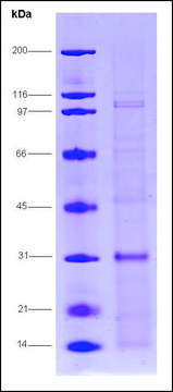 Androgen receptor (650-920), human recombinant, expressed in E. coli, &#8805;70% (SDS-PAGE)