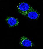 [KO Validated]Anti-Presenilin 1 antibody produced in rabbit [Knockout Validated],purified polyclonal antibody, buffered aqueous solution