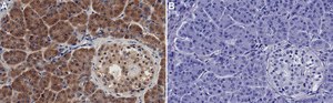 Anti-PARK7/DJ-1 Antibody, clone 1F4 ZooMAb&#174; Rabbit Monoclonal recombinant, expressed in HEK 293 cells