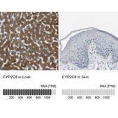 Anti-CYP2C8 antibody produced in rabbit Prestige Antibodies&#174; Powered by Atlas Antibodies, affinity isolated antibody, buffered aqueous glycerol solution
