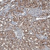 Anti-MAT2A antibody produced in rabbit Prestige Antibodies&#174; Powered by Atlas Antibodies, affinity isolated antibody, buffered aqueous glycerol solution