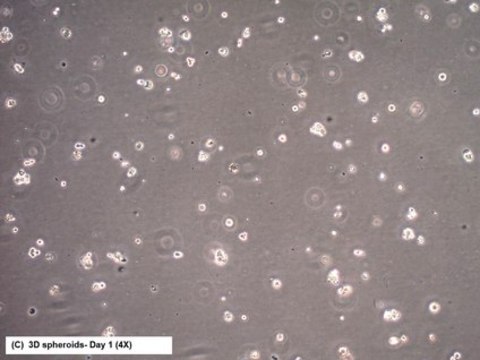 CR4 Human Colorectal Cancer Cell Line CR4 is a unique, cancer stem cell (CSC) enriched, human colorectal cancer cell line useful for CSC-targeted drug development and research focused on cancer cell and CSC biology.