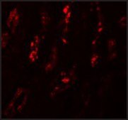 Anti-SCRN1 antibody produced in rabbit affinity isolated antibody, buffered aqueous solution