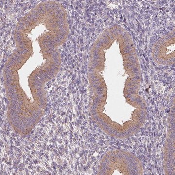 Anti-AP1S1 antibody produced in rabbit Prestige Antibodies&#174; Powered by Atlas Antibodies, affinity isolated antibody, buffered aqueous glycerol solution