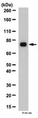 Anti-Calnexin Antibody from rabbit, purified by affinity chromatography