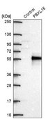 Anti-FBXL16 antibody produced in rabbit Prestige Antibodies&#174; Powered by Atlas Antibodies, affinity isolated antibody, buffered aqueous glycerol solution