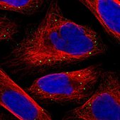 Anti-SFXN4 antibody produced in rabbit Prestige Antibodies&#174; Powered by Atlas Antibodies, affinity isolated antibody, buffered aqueous glycerol solution