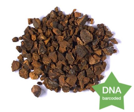 Cola nitida Seed Botanicalreference material
