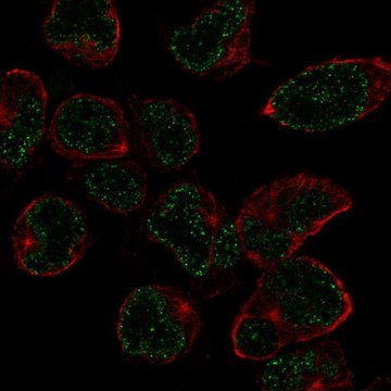 Anti-Nkx2-6 Antibody Produced In Rabbit Prestige Antibodies&#174; Powered by Atlas Antibodies, affinity isolated antibody, buffered aqueous glycerol solution