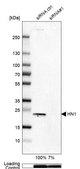 Anti-HN1 antibody produced in rabbit Prestige Antibodies&#174; Powered by Atlas Antibodies, affinity isolated antibody, buffered aqueous glycerol solution