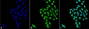 Monoclonal Anti-PP5-Horseradish Peroxidase antibody produced in mouse clone 12F7