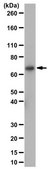Anti-IL-22RA-1 Antibody from rabbit, purified by affinity chromatography