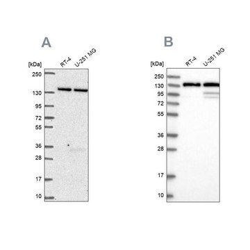 Anti-DDX46 antibody produced in rabbit Prestige Antibodies&#174; Powered by Atlas Antibodies, affinity isolated antibody