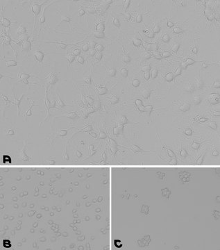 Laminin/Poly-L-Lysine Coating Solution 0.2 &#956;m filtered, BioReagent, suitable for cell culture, Ready-to-use mixture