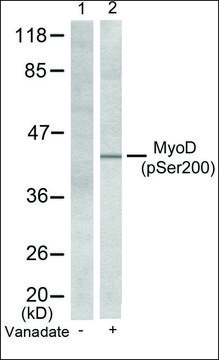 Anti-phospho-MYOD1 (pSer200) antibody produced in rabbit affinity isolated antibody