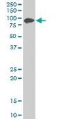 Monoclonal Anti-ZYX antibody produced in mouse clone 2D1, purified immunoglobulin, buffered aqueous solution