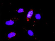 Monoclonal Anti-CDK6 antibody produced in mouse clone 8H4, purified immunoglobulin, buffered aqueous solution
