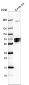 Anti-POU3F4 antibody produced in rabbit Prestige Antibodies&#174; Powered by Atlas Antibodies, affinity isolated antibody