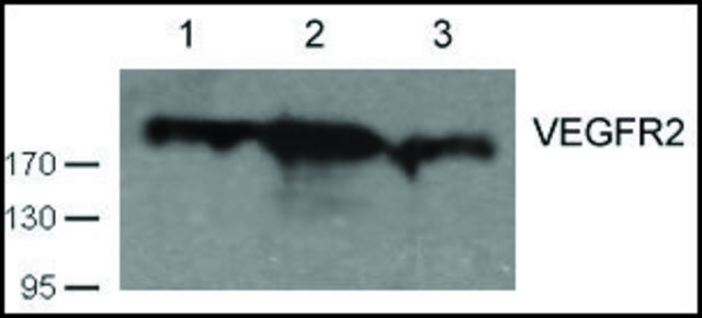 Anti-VEGFR2 (Ab-1059) antibody produced in rabbit affinity isolated antibody