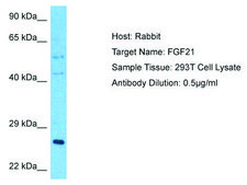 Anti-FGF21 antibody produced in rabbit affinity isolated antibody