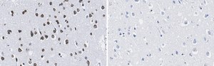 Anti-Lamin A/C Antibody, clone 2B10 ZooMAb&#174; Rabbit Monoclonal recombinant, expressed in HEK 293 cells