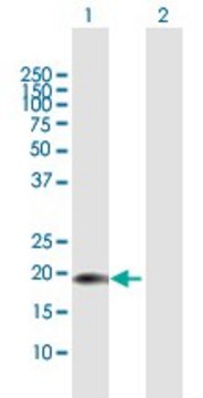 Anti-CENPM antibody produced in mouse purified immunoglobulin, buffered aqueous solution