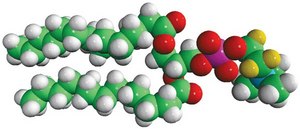 14:0 PC-d4 Avanti Research&#8482; - A Croda Brand 860341P, powder