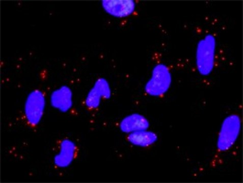 Anti-LAMA5 antibody produced in rabbit purified immunoglobulin, buffered aqueous solution