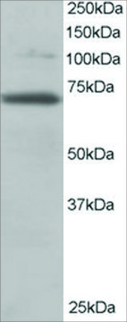 Anti-RANGAP1 antibody produced in goat affinity isolated antibody, buffered aqueous solution