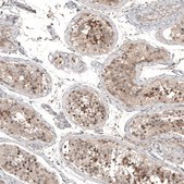 Anti-PCM1 antibody produced in rabbit Prestige Antibodies&#174; Powered by Atlas Antibodies, affinity isolated antibody, buffered aqueous glycerol solution, Ab1