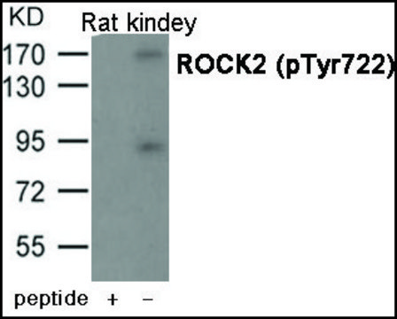 Anti-phospho-ROCK2 (pTyr722) antibody produced in rabbit affinity isolated antibody