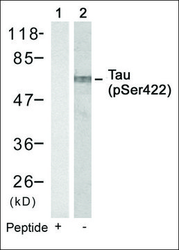 Anti-phospho-MAPT (pSer422) antibody produced in rabbit affinity isolated antibody
