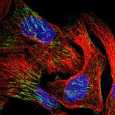 Anti-WDR47 antibody produced in rabbit affinity isolated antibody, buffered aqueous glycerol solution, ab1