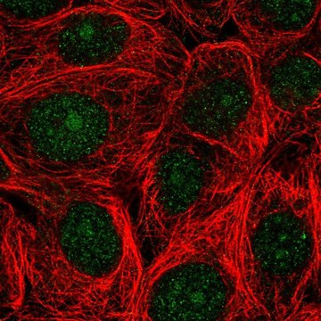 Anti-ASNA1 antibody produced in rabbit Prestige Antibodies&#174; Powered by Atlas Antibodies, affinity isolated antibody