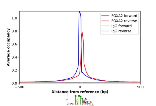 Anti-FOXA2 antibody produced in rabbit Prestige Antibodies&#174; Powered by Atlas Antibodies, affinity isolated antibody