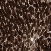 Anti-MAP4K4 antibody produced in rabbit Prestige Antibodies&#174; Powered by Atlas Antibodies, affinity isolated antibody, buffered aqueous glycerol solution