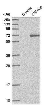 Anti-ZNF649 antibody produced in rabbit Prestige Antibodies&#174; Powered by Atlas Antibodies, affinity isolated antibody, buffered aqueous glycerol solution