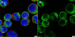 Anti-Histamine Receptor 4 Antibody, clone 1E18 ZooMAb&#174; Rabbit Monoclonal recombinant, expressed in HEK 293 cells