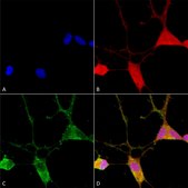 Monoclonal Anti-Mmp9 - Apc antibody produced in mouse clone S51-82, purified immunoglobulin