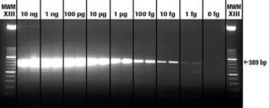 Transcriptor One-Step RT-PCR Kit sufficient for 50&#160;reactions, sufficient for 150&#160;reactions, suitable for RT-qPCR, suitable for RT-PCR, hotstart