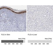 Anti-FLG antibody produced in rabbit Prestige Antibodies&#174; Powered by Atlas Antibodies, affinity isolated antibody, buffered aqueous glycerol solution, ab3