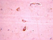 Anti-Glutamate Receptor 4 Antibody Chemicon&#174;, from rabbit