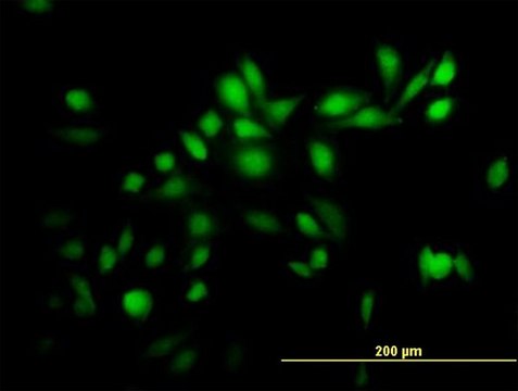 Anti-TRIM39 antibody produced in mouse purified immunoglobulin, buffered aqueous solution