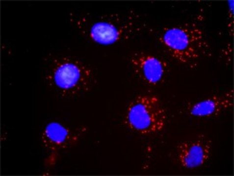 Monoclonal Anti-PDGFRB antibody produced in mouse clone 4C12, purified immunoglobulin, buffered aqueous solution