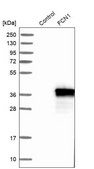 Anti-FCN1 antibody produced in rabbit Ab2, Prestige Antibodies&#174; Powered by Atlas Antibodies, affinity isolated antibody, buffered aqueous glycerol solution
