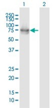 Anti-IL22RA1 antibody produced in mouse purified immunoglobulin, buffered aqueous solution