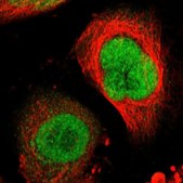 ANTI-RRP7A antibody produced in rabbit Prestige Antibodies&#174; Powered by Atlas Antibodies, affinity isolated antibody, buffered aqueous glycerol solution